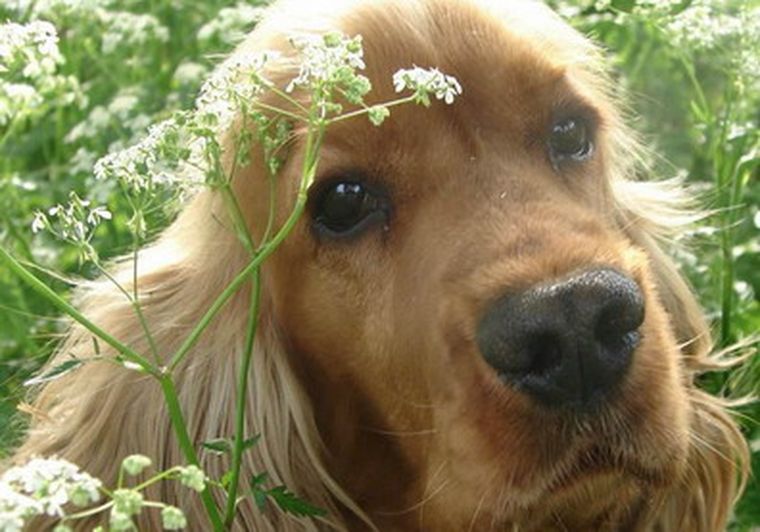 Parece ser que la costumbre de comer perro proviene de la Dinastía Qin (221-24 a.C).