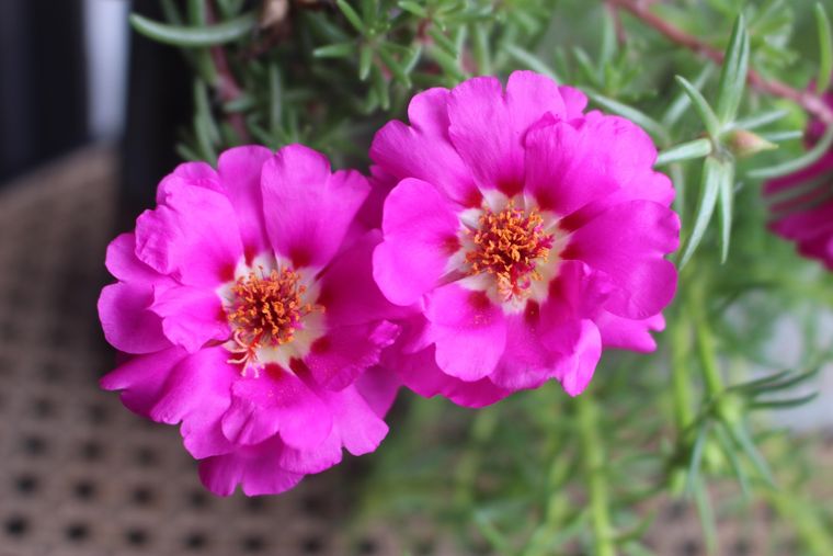 Esta planta produce flores de distintos colores y se adapta a macetas, jardineras y recipientes colgantes.