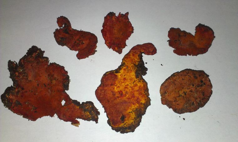 El Antrodia cinnamomea es un hongo raro de Taiwán con larga historia en la medicina popular.