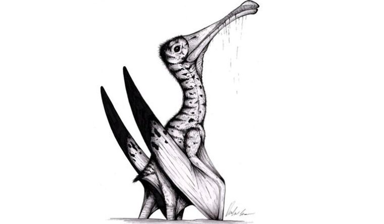 Ilustración artística de un pterosaurio del Jurásico. Foto: Dpa.