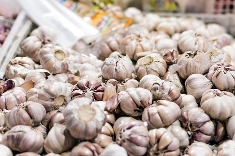 El ajo, también la cebolla y el puerro, según el estudio, curan y alargan la vida de ratones. Foto Dpa