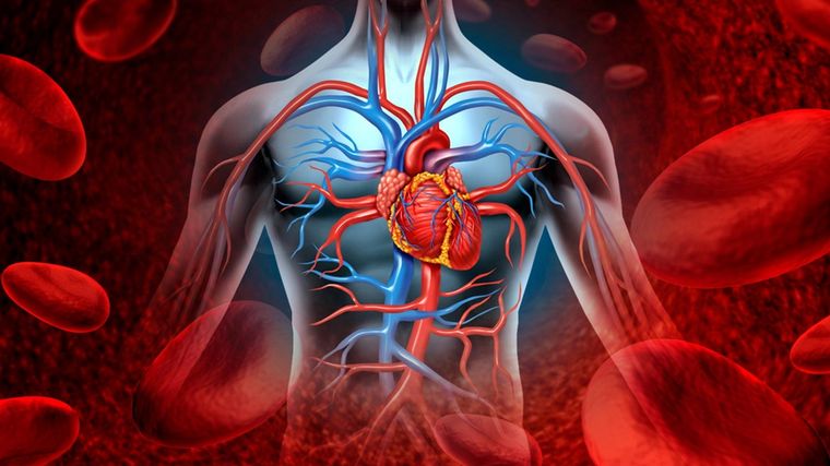 CIRCULACIÓN SANGUÍNEA El corazón envía sangre a todo el cuerpo Foto: ARCHIVO