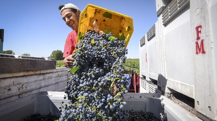Un momento en la vendimia.