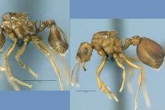 pruebas de un mecanismo evolutivo alternativo