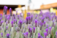 Lavanda, ideal para los de Géminis. Foto: SHUTTERSTOCK