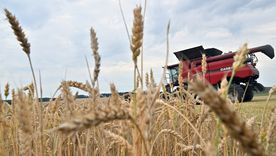 La cosecha de trigo será récord esta campaña, superando en casi 14% el récord anterior. La cosecha de trigo será récord esta campaña, superando en casi 14% el récord anterior.