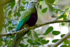 Una paloma frugívora wompoo en Queensland, Australia. Foto: Dpa.