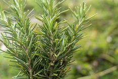 Ten en cuenta estos cuidados para que tu planta de romero crezca fuerte Foto: Shutterstock