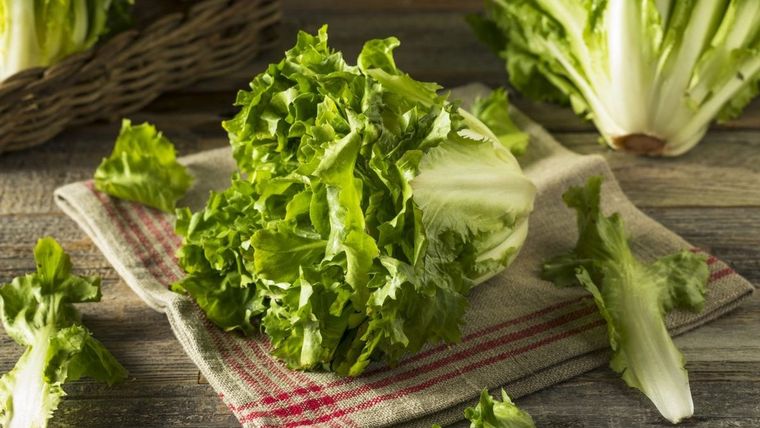 Lechuga Estas verduras de hojas verdes pueden acumular bacterias como el coli, norovirus o la Salmonella. Foto: Archivo