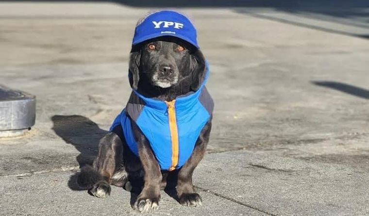 Mentirita, la perra influencer de la Patagonia Foto: Facebook