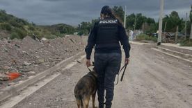 El perro Sky, protagonista del esclarecimiento de un robo en Godoy Cruz. El perro Sky, protagonista del esclarecimiento de un robo en Godoy Cruz.