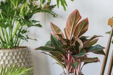 Te traemos una selección de las mejores plantas para ámbitos cálidos y húmedos Foto: Shutterstock