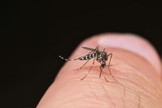 El mosquito del dengue (Aedes aegypti) es un insecto pequeño de color negro oscuro con franjas o rayas blancas muy visibles en el cuerpo y las patas.