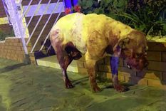 torturo y mato a su perro y ahora los vecinos piden que vaya preso