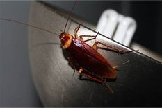 No es recomendable pisar a las cucarachas. Foto: Shutterstock