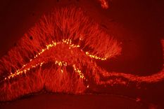 Imagen de neuronas nuevas en el giro dentado del hipocampo del cerebro adulto. Foto: Verónica C. Piatti