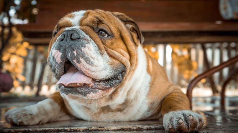 Foto: hogarmania.com