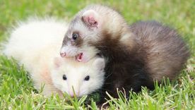 Conocé hasta donde llega la imaginación humana y los ridículos deportes que inventan Foto: Freepik