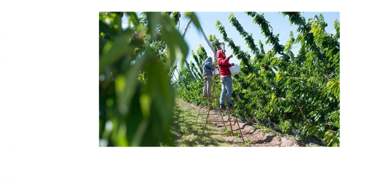 Miles de trabajadores llegan del norte del país para trabajar en la cosecha de Neuquén y Río Negro. Foto: LM de Neuquén.