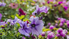 Las petunias traen vida al jardín. Las petunias traen vida al jardín.