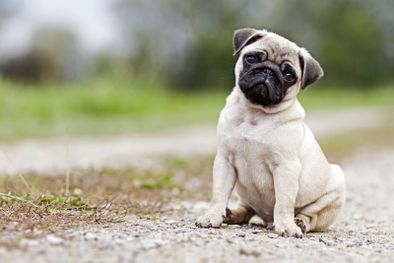 MDZol | Estas son las mejores razas de perro para vivir en un departamento Foto: shutterstock