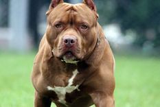 El Pitbull entró a una casa y la policía tuvo que matarlo para controlarlo