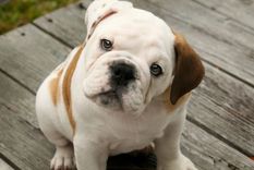 El remedio casero para quitar el mal aliento de mi perro Te dejamos algunas recomendaciones para que cuides la salud bucal de tu peludo. Foto: Archivo