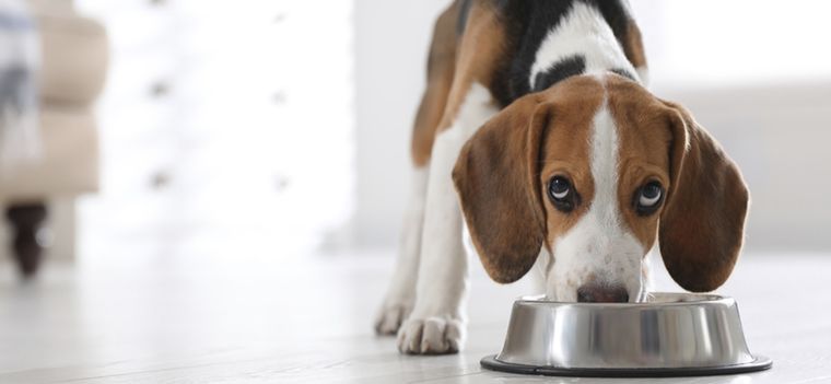 Las lentejas pueden formar parte de la dieta de tu perro si sabés como preparlas Foto: Shutterstock