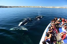 Este mes comienza la temporada de avistaje de ballenas en Puerto Madryn.