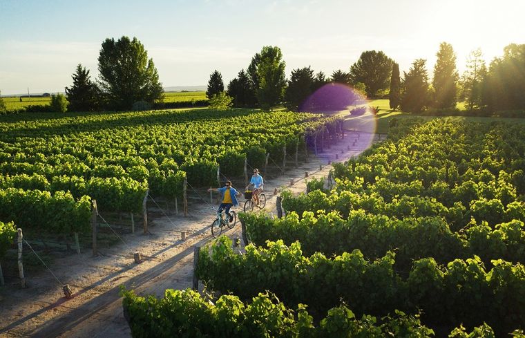 Mendoza es el destino enoturístico más visitado de Argentina Foto: Emetur