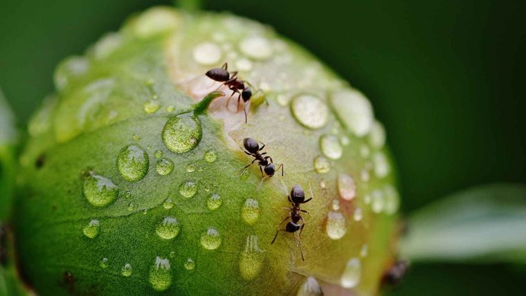 Un sueño recurrente en algunas personas. Foto: Fuente: Shutterstock