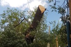 Así dejaron el árbol. Foto: Municipalidad Ciudad de Mendoza