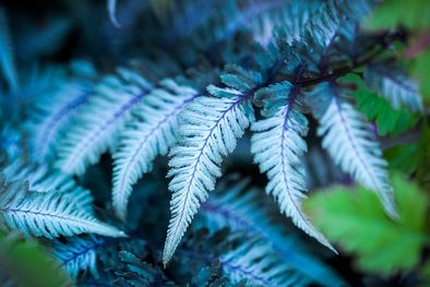 MDZol | El helecho azul es una gran opción para la decoración del hogar. Foto: Pixabay - pixabay.com