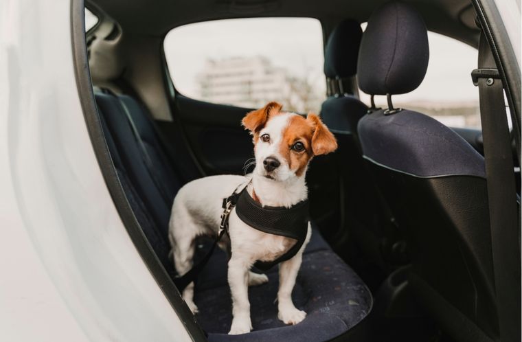 Mascotas Consejos a tener en cuenta al momento de viajar Foto: Shutterstock