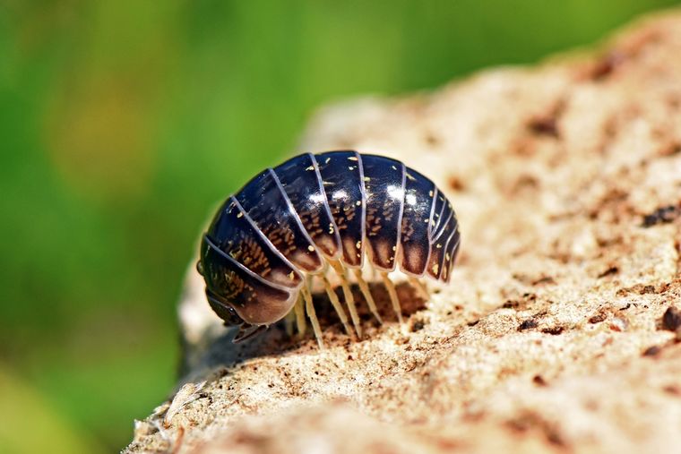 BIcho bolita y espiritualidad.