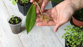 Un truco para multiplicar plantas de manera segura. Foto: SHUTTERSTOCK Un truco para multiplicar plantas de manera segura. Foto: SHUTTERSTOCK