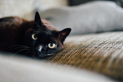 MDZol | Misterio revelado: ¿Los gatos negros traen mala suerte? El gato es una especie domesticada, por la convivencia con el ser humano. Foto: Pexels