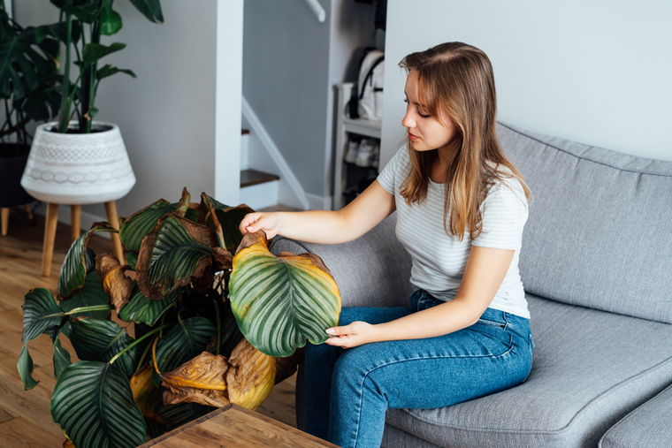 Así podes evitar que tu planta se ponga amarilla Foto: Shuttertock