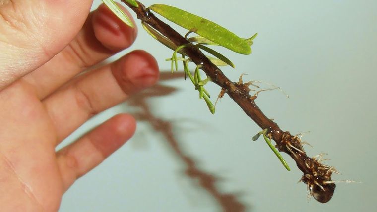 Esta es la época ideal para reproducir tus plantas Foto: agriculturers