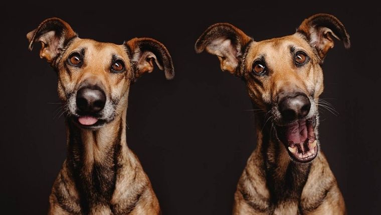 Perro, visión canina, cuidado animal