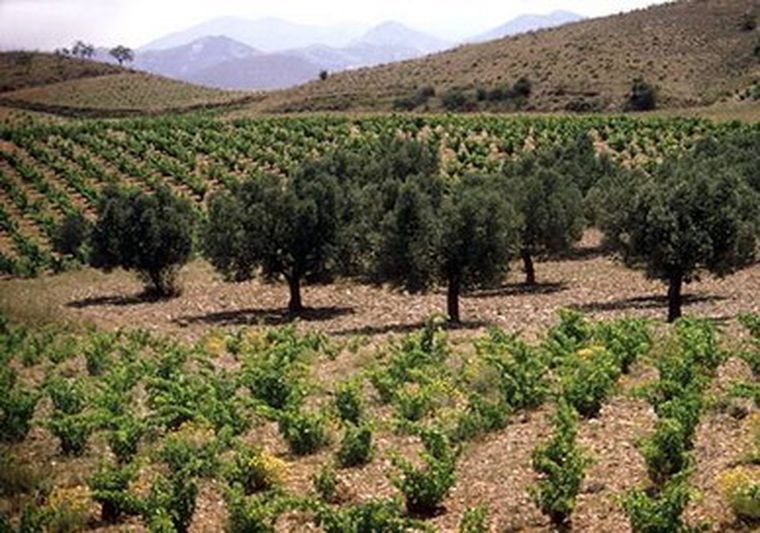 Continuas olas de calor y sequías han producido maduraciones deparejas en los racimos y evolución en los vinos tintos.