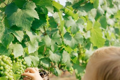 MDZol | Los niños afortunados que crecen en Mendoza.