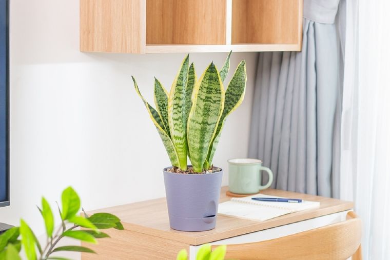 Con estos abonos y cuidados la sansevieria estará fuerte y hermosa Foto: Shutterstock