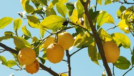 Cómo usar restos orgánicos para cuidar al limonero. Foto: Archivo Cómo usar restos orgánicos para cuidar al limonero. Foto: Archivo