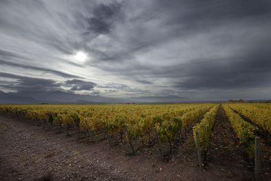 MDZol | Bodegas de Argentina busca potenciar las exportaciones.