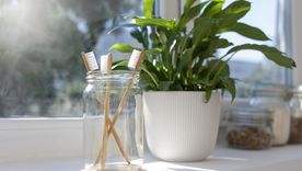 Hay plantas que van muy bien en el baño. Fuente: Shutterstock. Hay plantas que van muy bien en el baño. Fuente: Shutterstock.