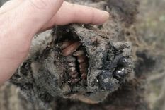 El oso de la Edad de Hielo fue encontrado en las islas Lyakhovsky en el noreste de Rusia. Foto: NORTH-EASTERN FEDERAL UNIVERSITY