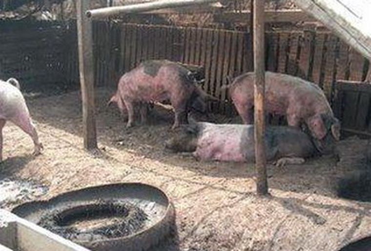 Senasa el miércoles pasado sacrificó unos 7 chanchos criados en Rivadavia.