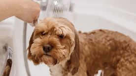Una ducha no viene mal para las mascotas. Fuente: Shutterstock. Una ducha no viene mal para las mascotas. Fuente: Shutterstock.