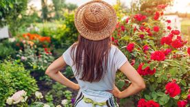 Empieza la época de mosquitos: con estas plantas podés ayudar a alejarlos